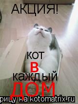 Котоматрица: АКЦИЯ! кот в каждый ДОМ