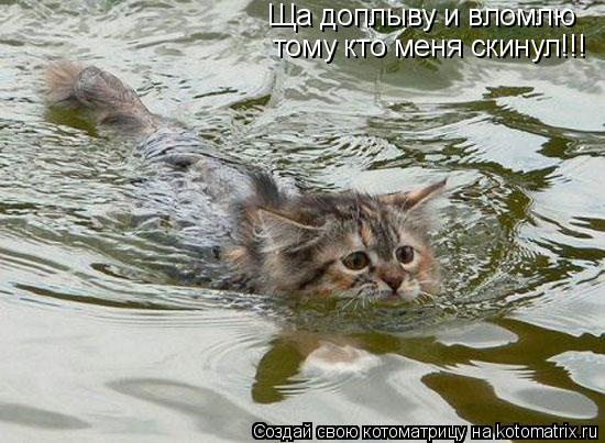 Котоматрица: Ща доплыву и вломлю тому кто меня скинул!!!