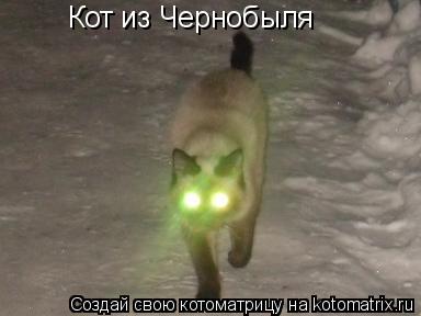 Котоматрица: Кот из Чернобыля