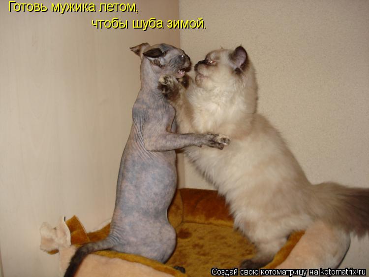 Котоматрица: Готовь мужика летом, чтобы шуба зимой.