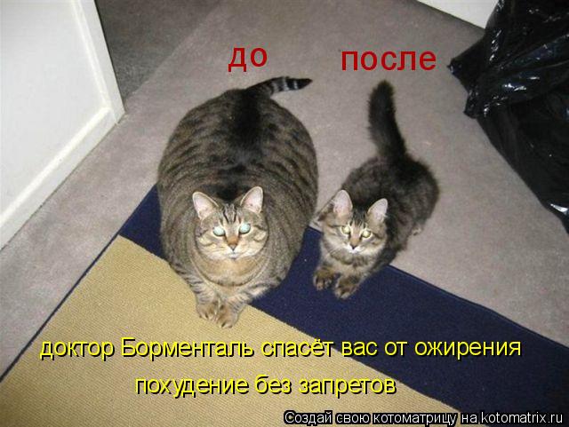 до после доктор Борменталь спасёт вас от ожирения похудение без запретов... Котоматрица: до после доктор Борменталь спасёт вас от ожирения похудение без запретов