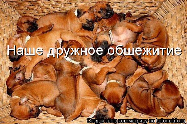 Котоматрица: Наше дружное обшежитие