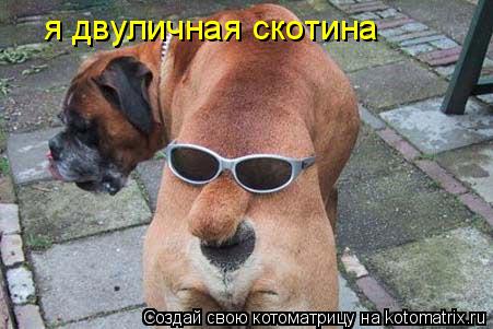 Котоматрица: я двуличная скотина