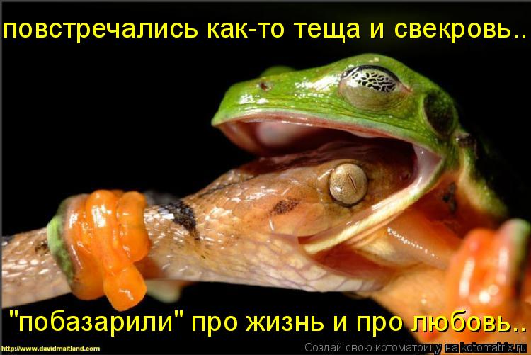 Котоматрица: повстречались как-то теща и свекровь... "побазарили" про жизнь и про любовь..