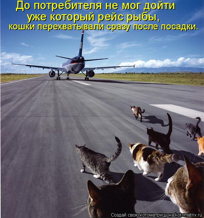До потребителя не мог дойти уже который рейс рыбы, кошки перехватывали сразу после посадки.... Котоматрица: До потребителя не мог дойти уже который рейс рыбы, кошки перехватывали сразу после посадки.