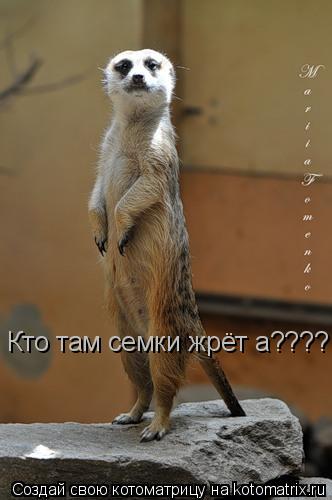 Котоматрица: Кто там семки жрёт а???? Кто там семки жрёт а????
