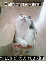 Котоматрица: Выпустите меня!