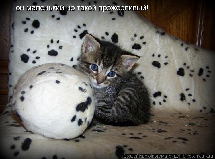 Котоматрица: он маленький но такой прожорливый!
