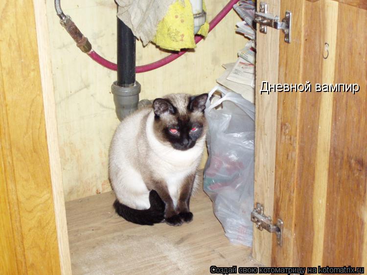 Котоматрица: Дневной вампир