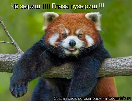 Котоматрица: Чё зыриш !!!! Глаза пузыриш !!!
