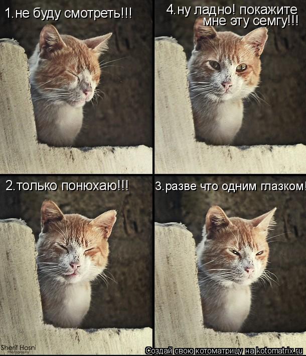 Котоматрица: 1.не буду смотреть!!! 2.только понюхаю!!! 3.разве что одним глазком!!! 4.ну ладно! покажите  мне эту семгу!!!