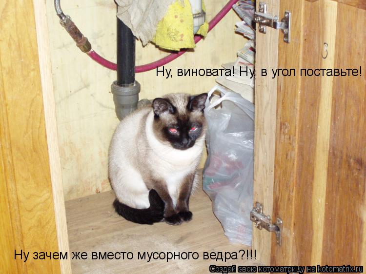 Котоматрица: Ну зачем же вместо мусорного ведра?!!! Ну, виновата! Ну, в угол поставьте!