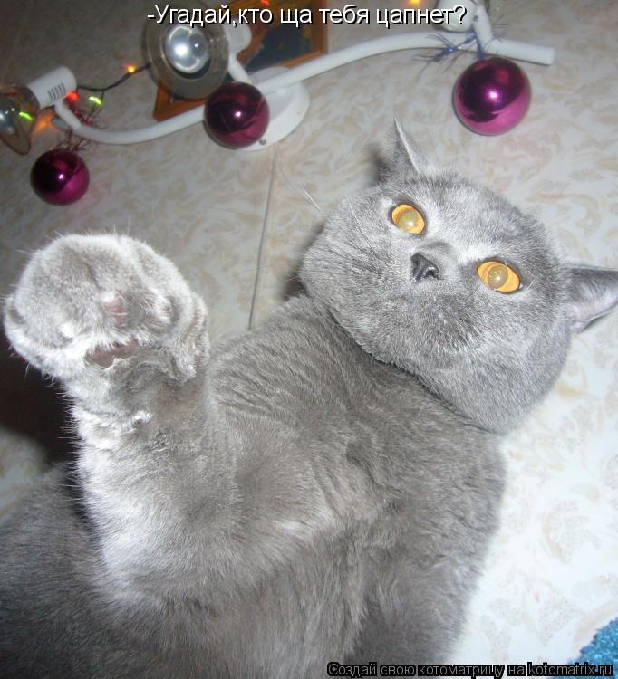Котоматрица: -Угадай,кто ща тебя цапнет?