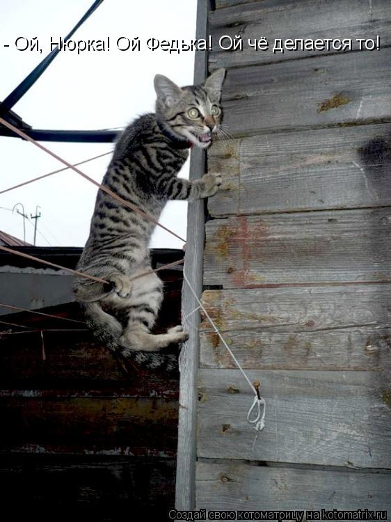 Котоматрица: - Ой, Нюрка! Ой Федька! Ой чё делается то!