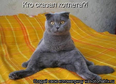 Котоматрица: Кто сказал котлета?!