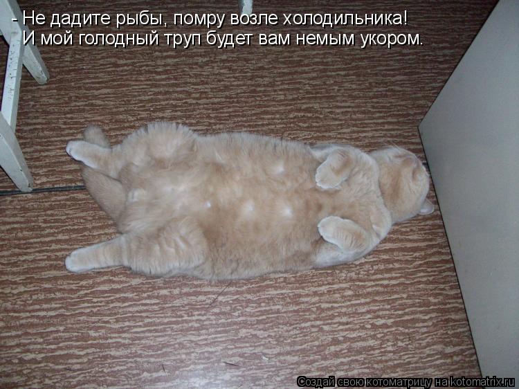 Котоматрица: - Не дадите рыбы, помру возле холодильника! И мой голодный труп будет вам немым укором.