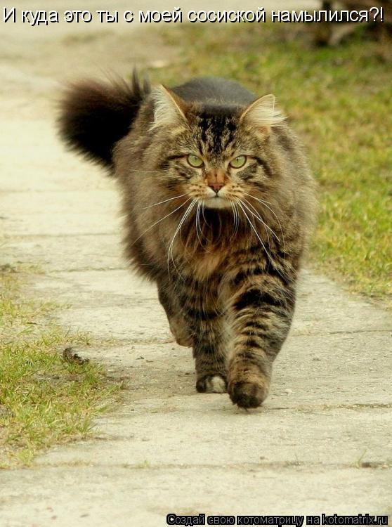 Котоматрица: И куда это ты с моей сосиской намылился?!