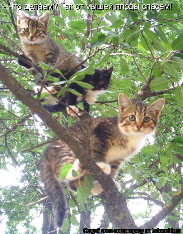 Котоматрица: - Что делаем? Так от мышей плоды спасем!