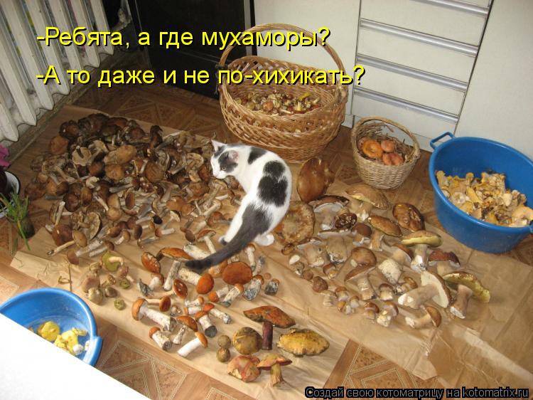 Котоматрица: -А то даже и не по-хихикать? -Ребята, а где мухаморы?