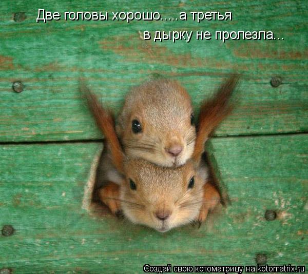 Котоматрица: Две головы хорошо.....а третья в дырку не пролезла...