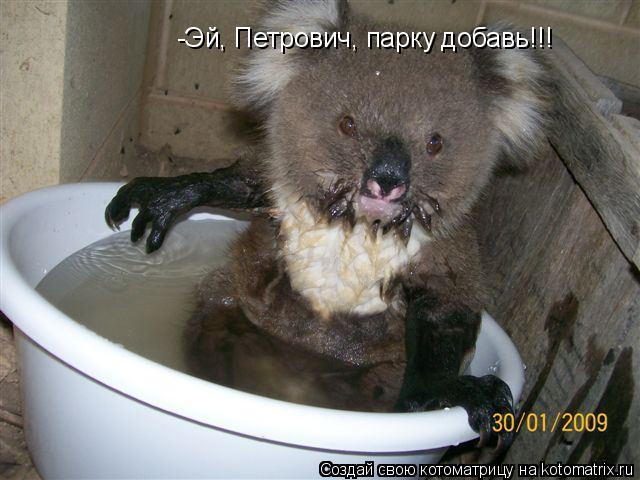 Котоматрица: -Эй, Петрович, парку добавь!!!