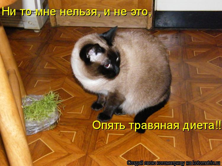 Ни то мне нельзя, и не это, Опять травяная диета!!!... Котоматрица: Ни то мне нельзя, и не это, Опять травяная диета!!!