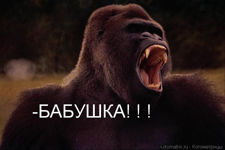 Котоматрица: -БАБУШКА! ! !