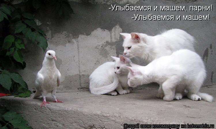 Котоматрица: -Улыбаемся и машем, парни! -Улыбаемся и машем!