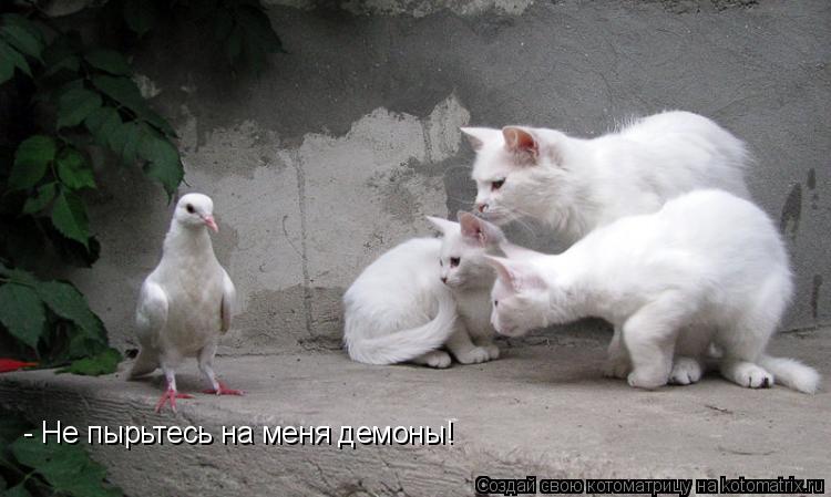 Котоматрица: - Не пырьтесь на меня демоны!