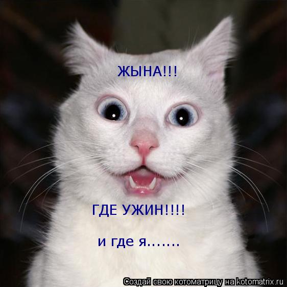 Котоматрица: ЖЫНА!!! ГДЕ УЖИН!!!! и где я.......
