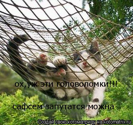 Котоматрица: ох,уж эти головоломки!!! сафсем запутатся можна