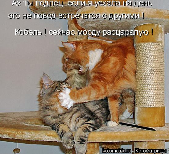 Котоматрица: Ах ты подлец  если я уехала на день  это не повод встречатся с другими !  Кобель ! сейчас морду расцарапую !
