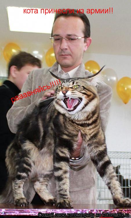 Котоматрица: кота принесли из армии!! рааавняйсь!!!!!