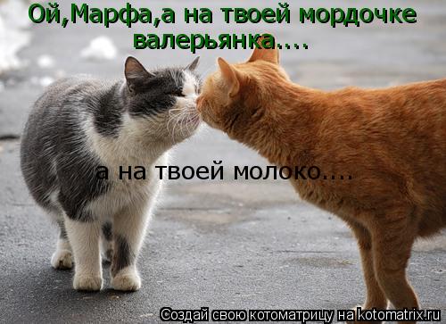 Котоматрица: Ой,Марфа,а на твоей мордочке валерьянка.... а на твоей молоко....