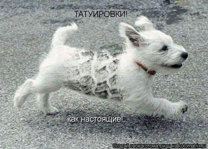Котоматрица: ТАТУИРОВКИ! как настоящие!