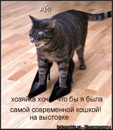 Котоматрица: АЙ! хозяйка хочет что бы я была  самой современной кошкой! на выстовке