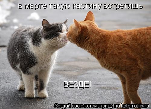 Котоматрица: в марте такую картину встретишь  ВЕЗДЕ!