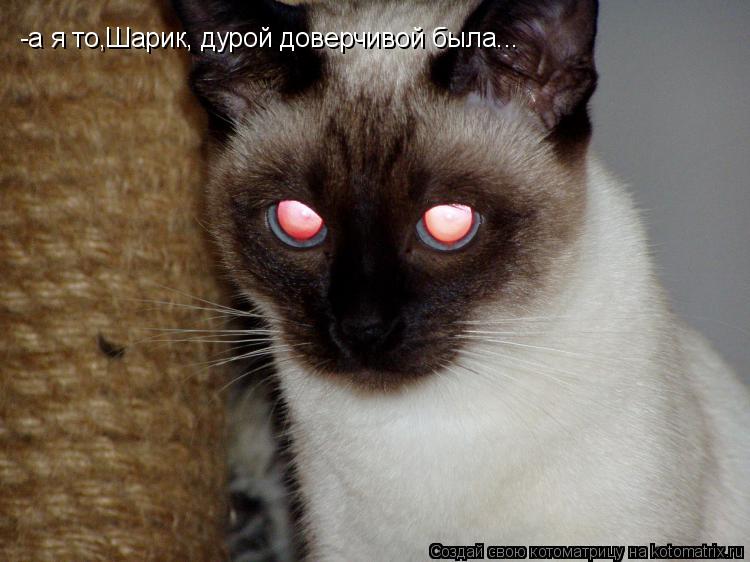 Котоматрица: -а я то,Шарик, дурой доверчивой была...