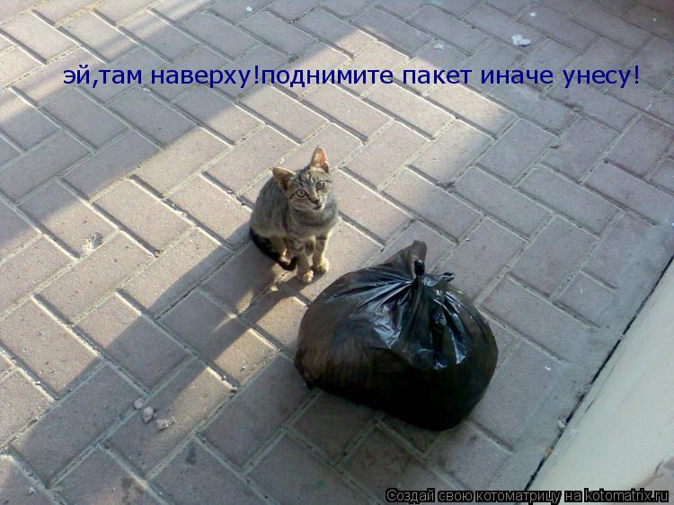 Котоматрица: эй,там наверху!поднимите пакет иначе унесу!