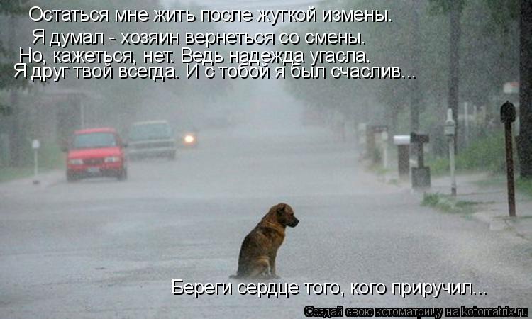Котоматрица: Остаться мне жить после жуткой измены. Я думал - хозяин вернеться со смены. Но, кажеться, нет. Ведь надежда угасла. Я друг твой всегда. И с тобо