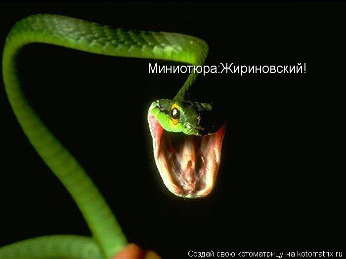Котоматрица: Миниотюра:Жириновский!