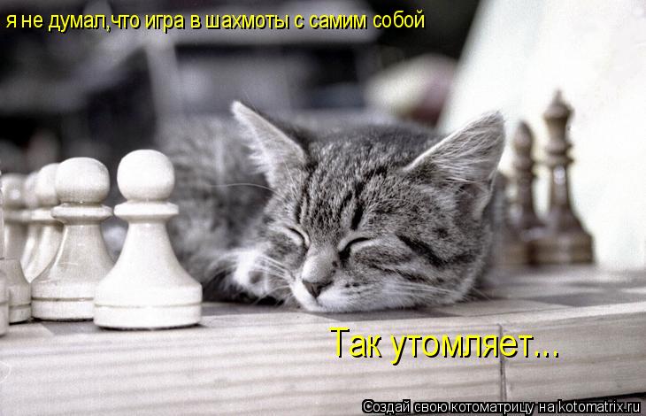 Котоматрица: я не думал,что игра в шахмоты с самим собой Так утомляет...