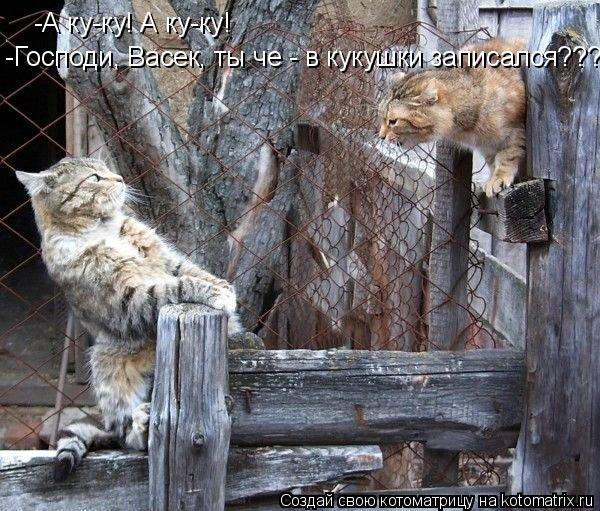 Котоматрица: -А ку-ку! А ку-ку! -Господи, Васек, ты че - в кукушки записался???