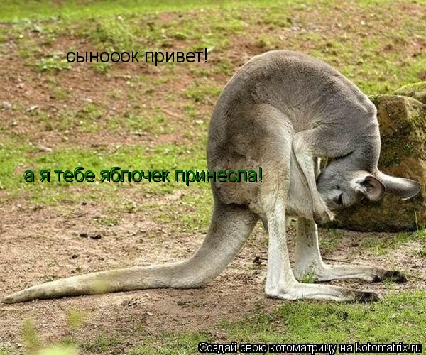 Котоматрица: сынооок привет! а я тебе яблочек принесла!