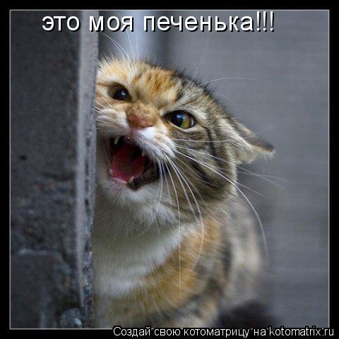 Котоматрица: это моя печенька!!!