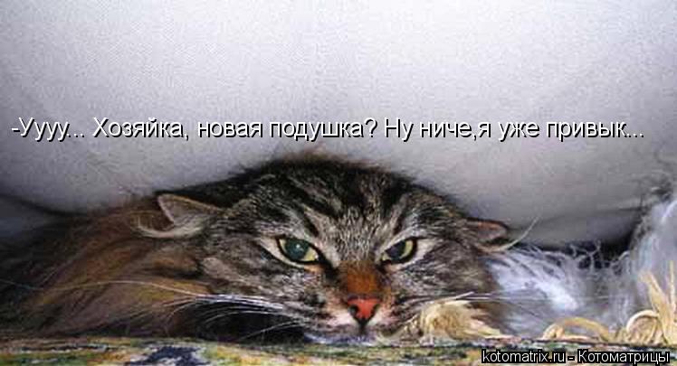 Котоматрица: -Уууу... Хозяйка, новая подушка? Ну ниче,я уже привык...