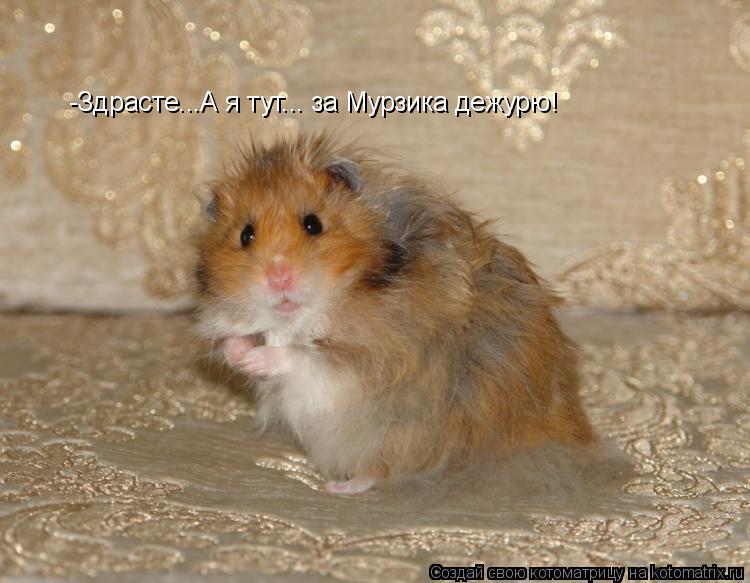 Котоматрица: -Здрасте...А я тут... за Мурзика дежурю!