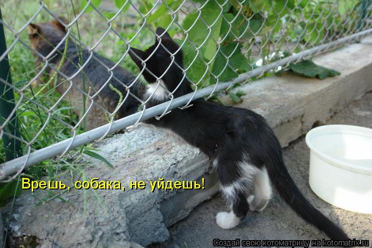 Котоматрица: Врешь, собака, не уйдешь!