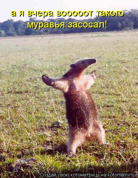 Котоматрица: а я вчера вооооот такого  муравья засосал!