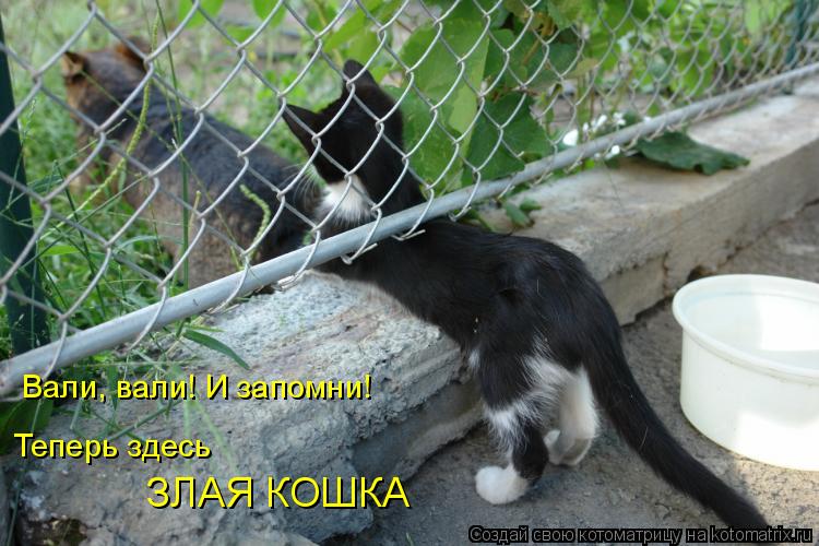 Котоматрица: Вали, вали! И запомни! Теперь здесь  ЗЛАЯ КОШКА